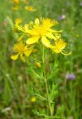 Hypericum perforatum